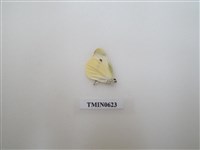 藏品(粉蝶)的圖片